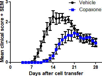 Adoptive transfer EAE Teva Copaxone typical result