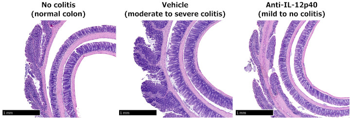 Colon histology (H&E; mean ± SEM)