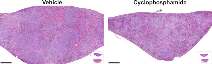 Illustrative images of hematoxylin and eosin staining in spleens