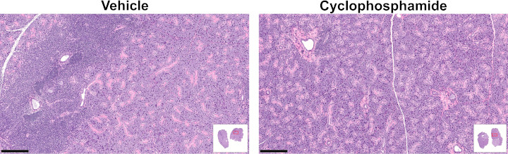 Submandibular gland hematoxylin and eosin staining illustrative images